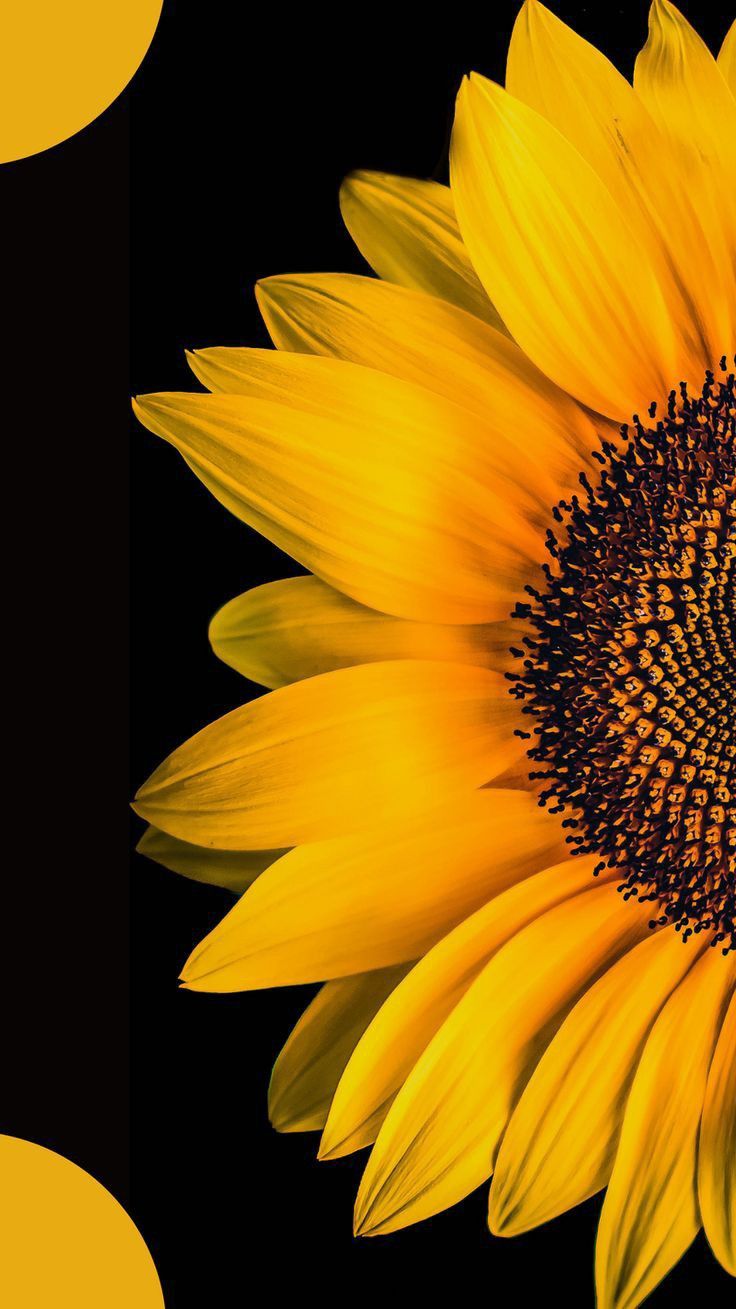 ⭐CUADRO PANORAMIC 01 GIRASOL 150X70cm⭐