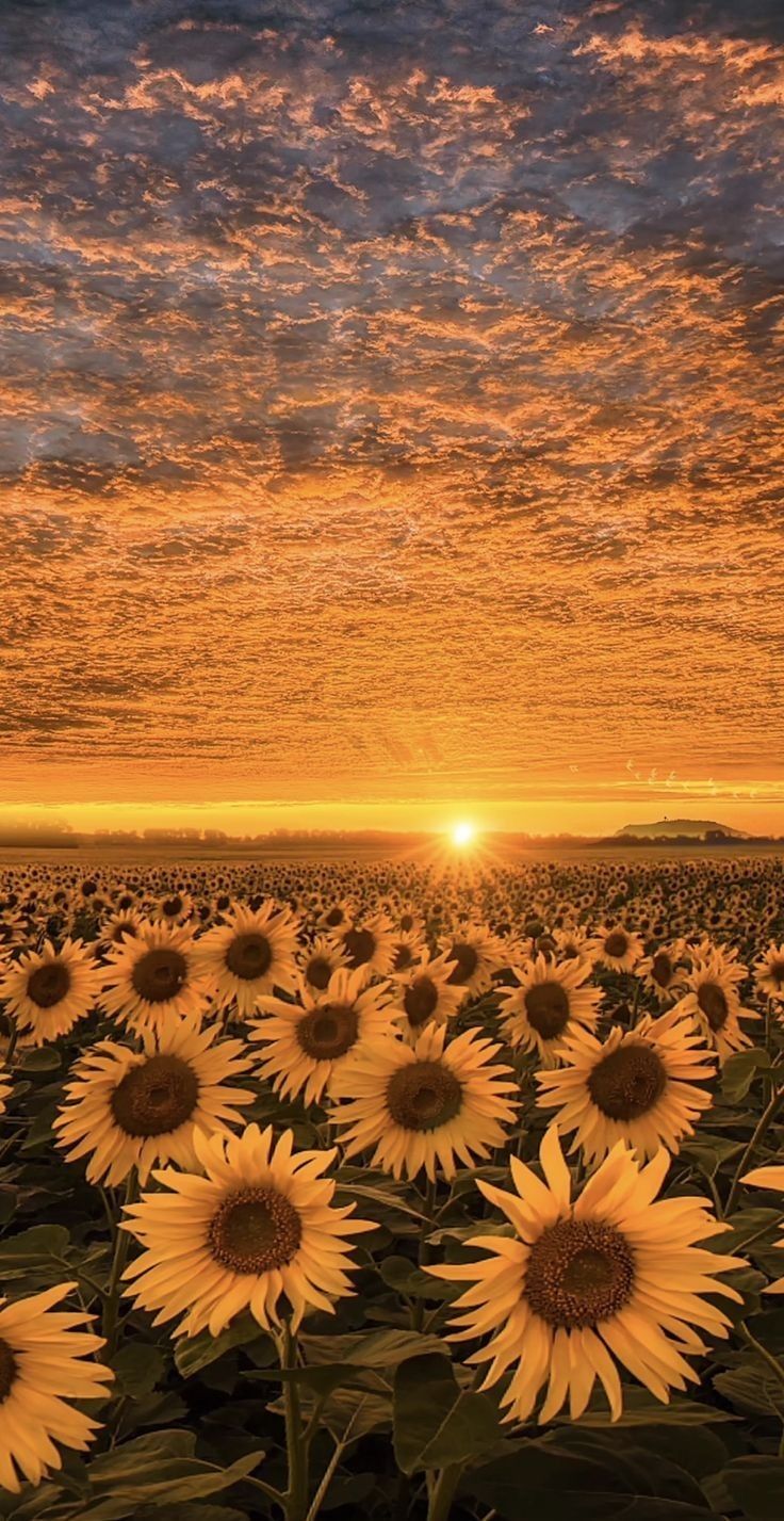 ⭐CUADRO PANORAMIC 01 GIRASOL 150X70cm⭐