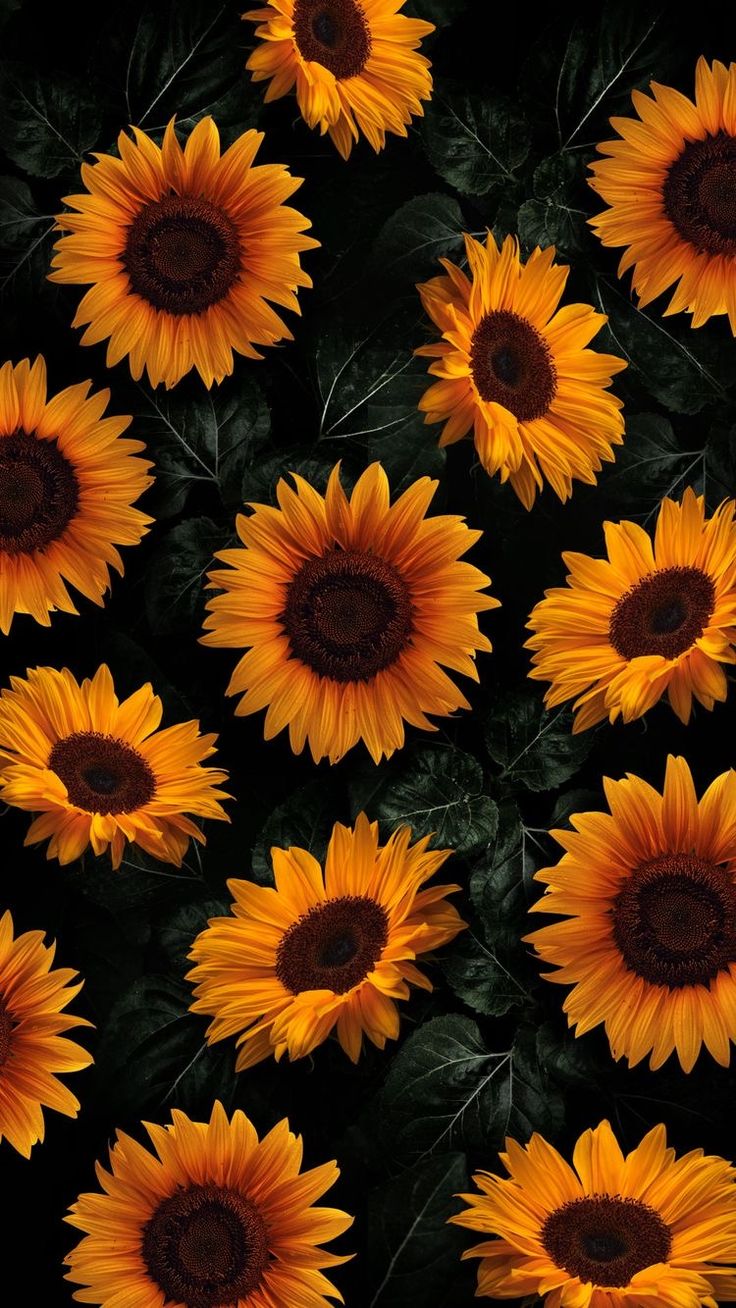 ⭐CUADRO PANORAMIC 01 GIRASOL 150X70cm⭐