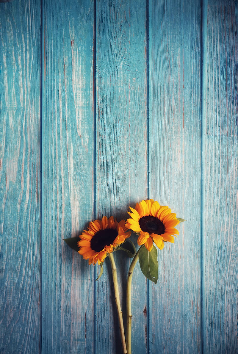 ⭐CUADRO PANORAMIC 01 GIRASOL 150X70cm⭐