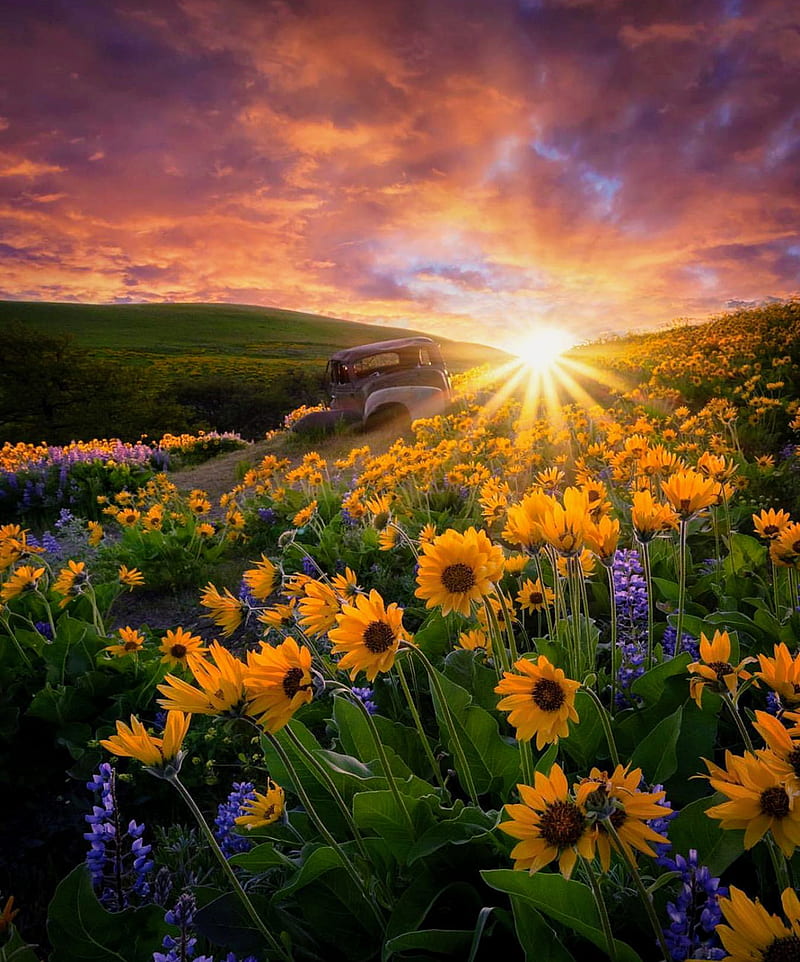 ⭐CUADRO PANORAMIC 01 GIRASOL 150X70cm⭐