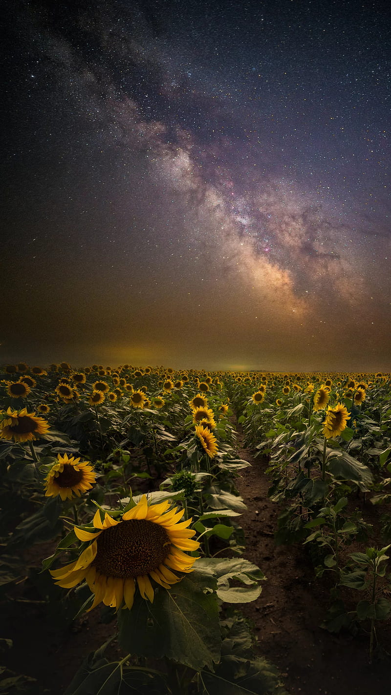 ⭐CUADRO PANORAMIC 01 GIRASOL 150X70cm⭐