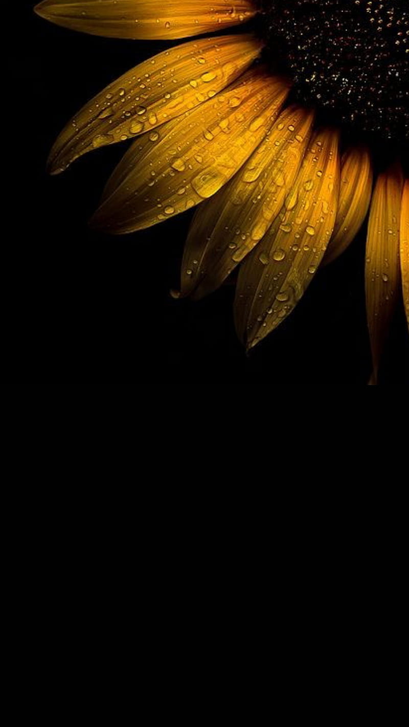 ⭐CUADRO PANORAMIC 01 GIRASOL 150X70cm⭐