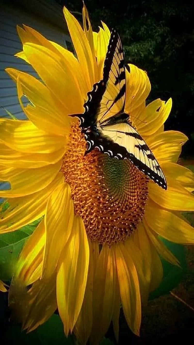 ⭐CUADRO PANORAMIC 01 GIRASOL 150X70cm⭐