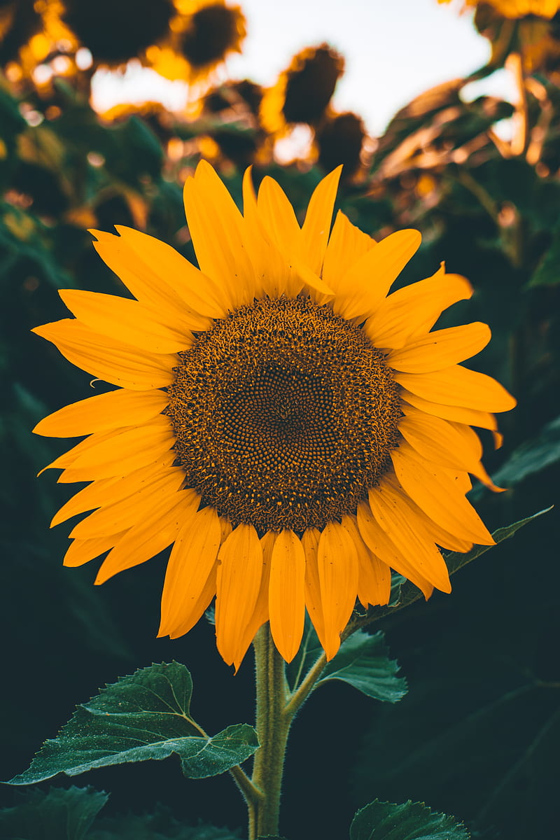⭐CUADRO PANORAMIC 01 GIRASOL 150X70cm⭐