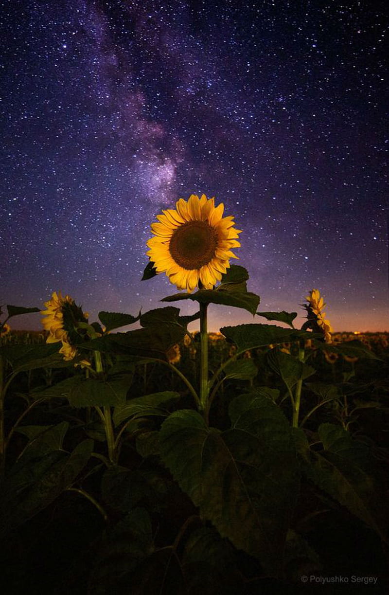 ⭐CUADRO PANORAMIC 01 GIRASOL 150X70cm⭐
