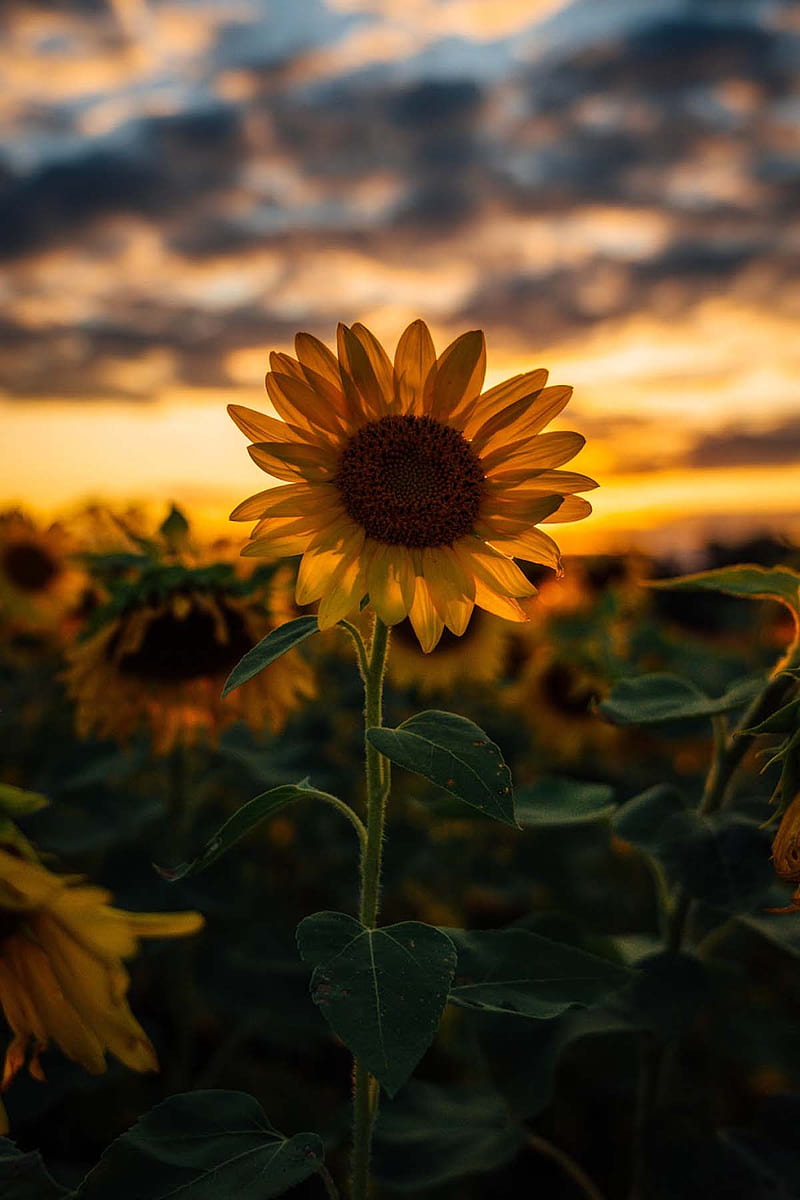 ⭐CUADRO PANORAMIC 01 GIRASOL 150X70cm⭐