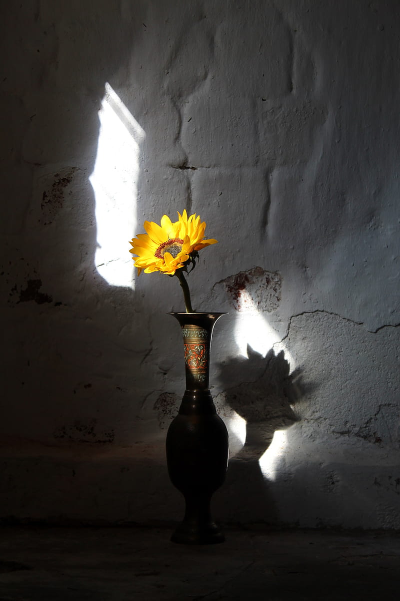 ⭐CUADRO PANORAMIC 01 GIRASOL 150X70cm⭐