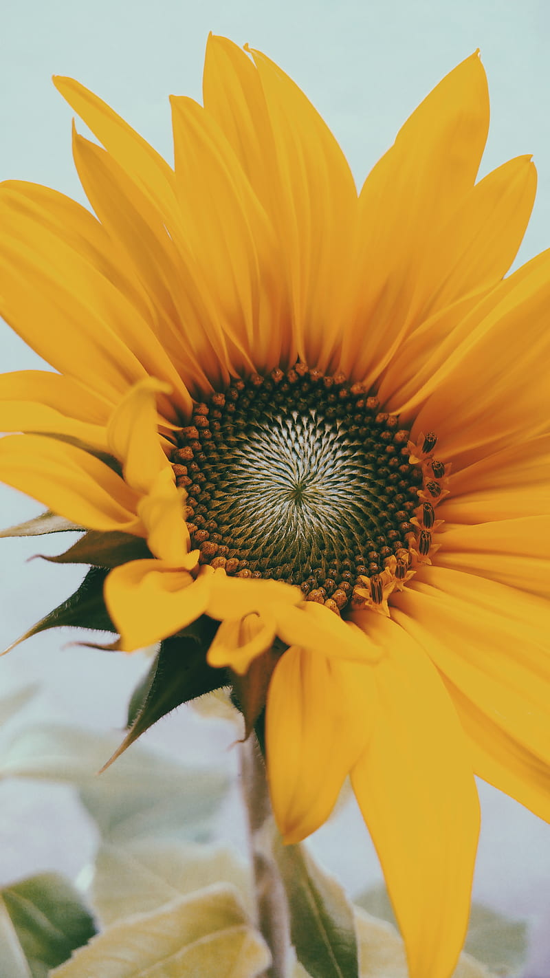 ⭐CUADRO PANORAMIC 01 GIRASOL 150X70cm⭐