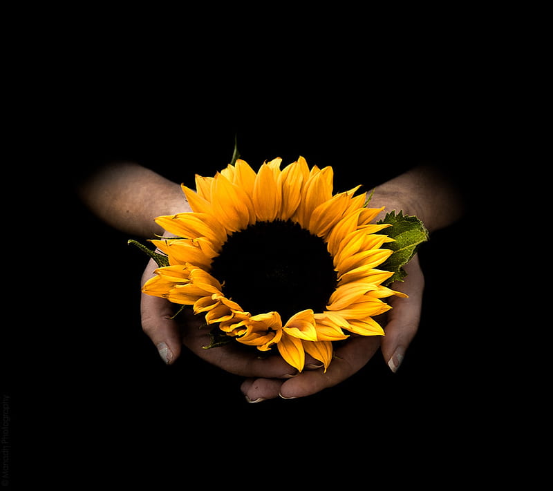 ⭐CUADRO PANORAMIC 01 GIRASOL 150X70cm⭐