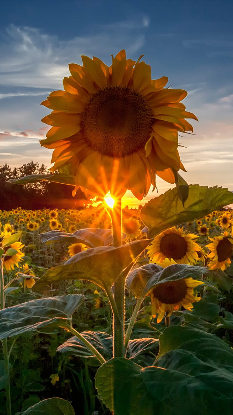 ⭐CUADRO PANORAMIC 01 GIRASOL 150X70cm⭐