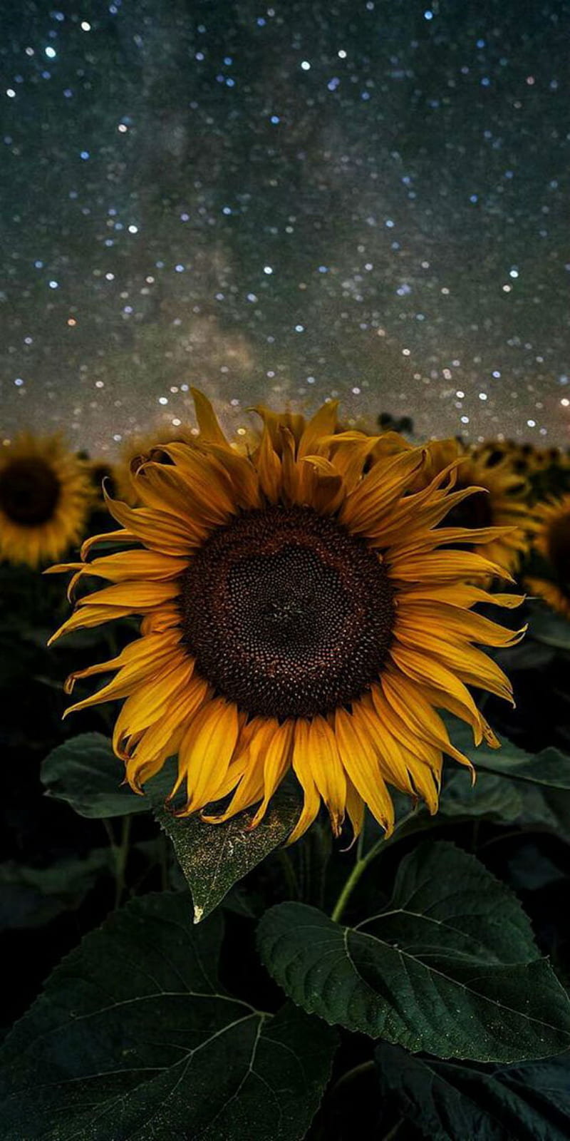 ⭐CUADRO PANORAMIC 01 GIRASOL 150X70cm⭐