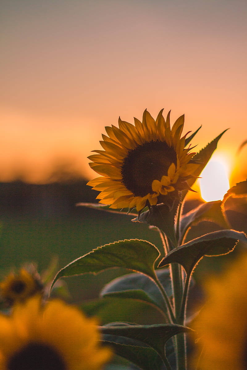 ⭐CUADRO PANORAMIC 01 GIRASOL 150X70cm⭐