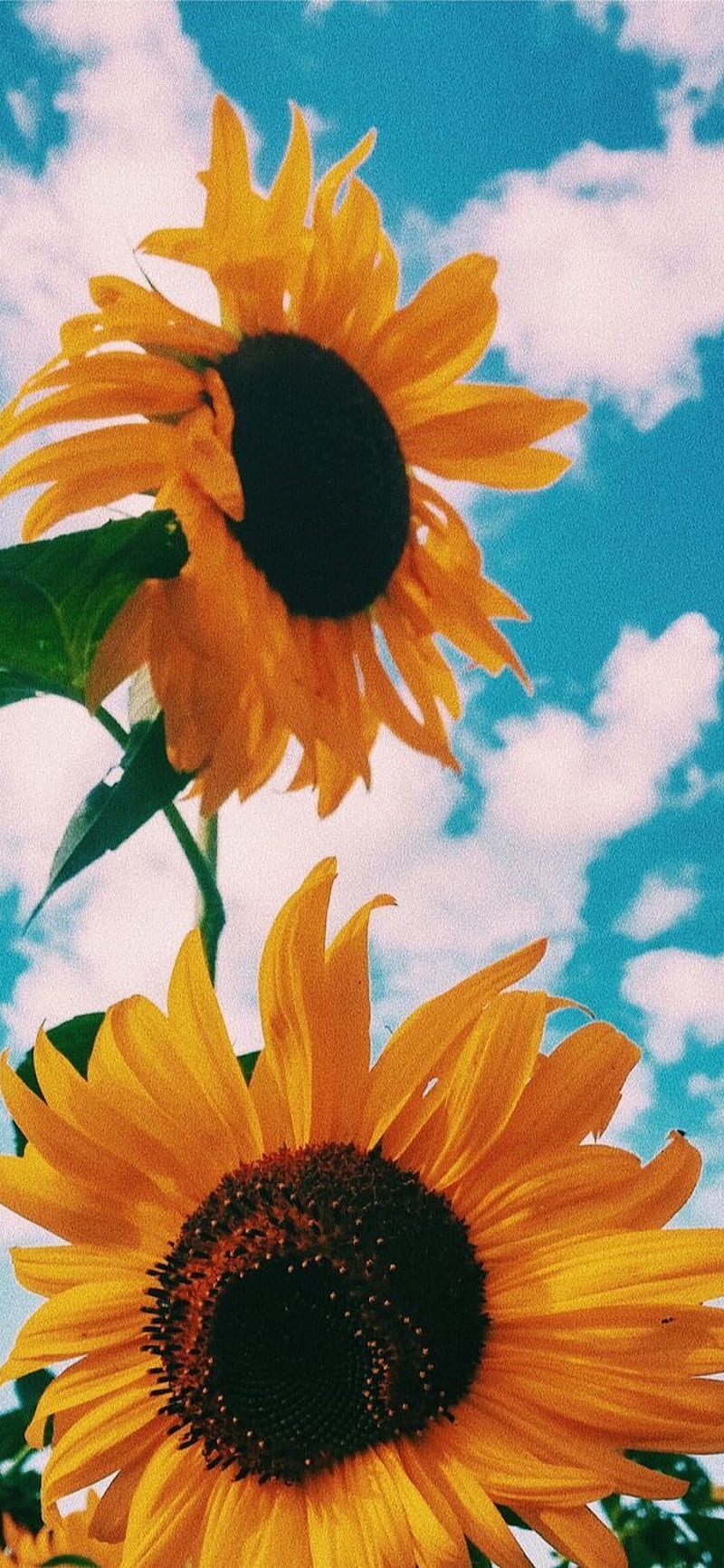 ⭐CUADRO PANORAMIC 01 GIRASOL 150X70cm⭐