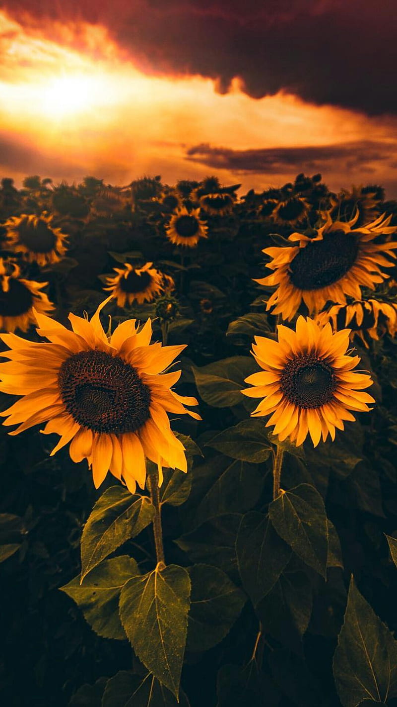 ⭐CUADRO PANORAMIC 01 GIRASOL 150X70cm⭐