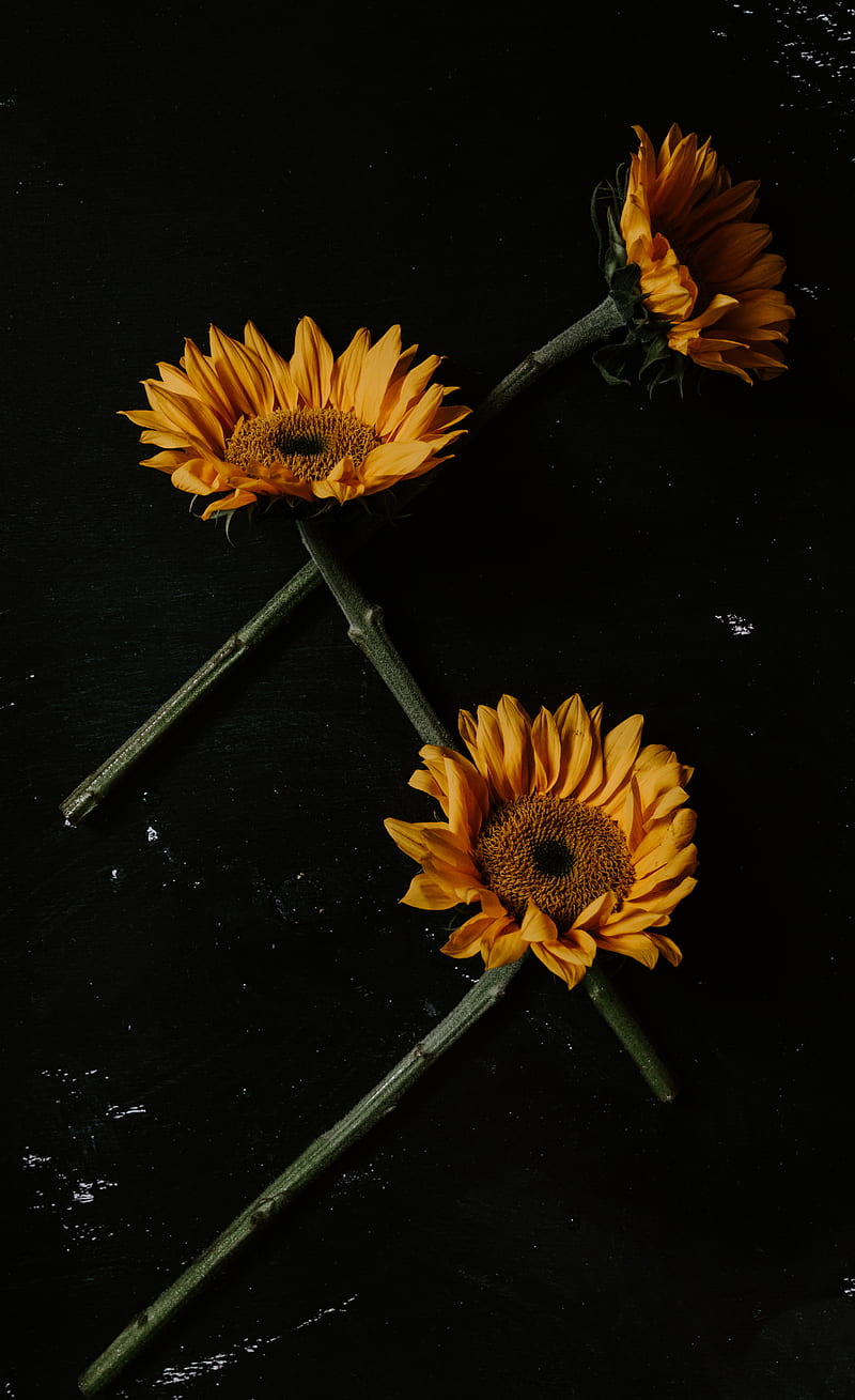 ⭐CUADRO PANORAMIC 01 GIRASOL 150X70cm⭐