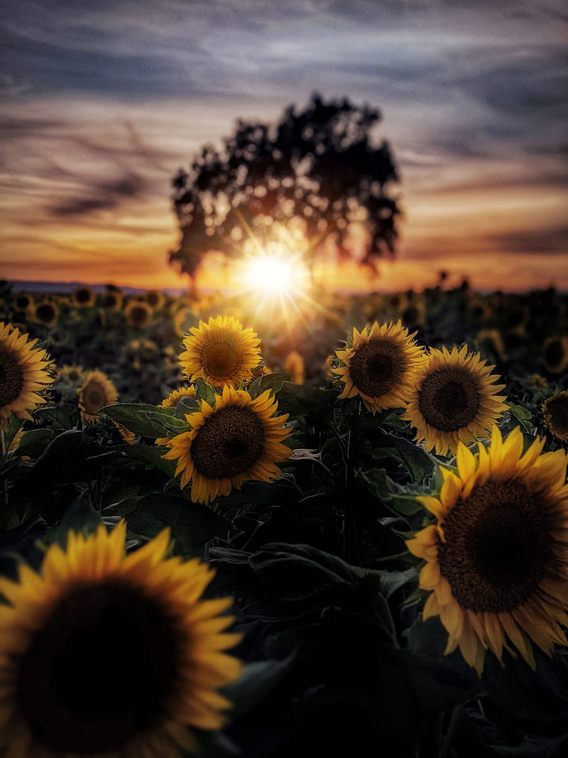 ⭐CUADRO PANORAMIC 01 GIRASOL 150X70cm⭐