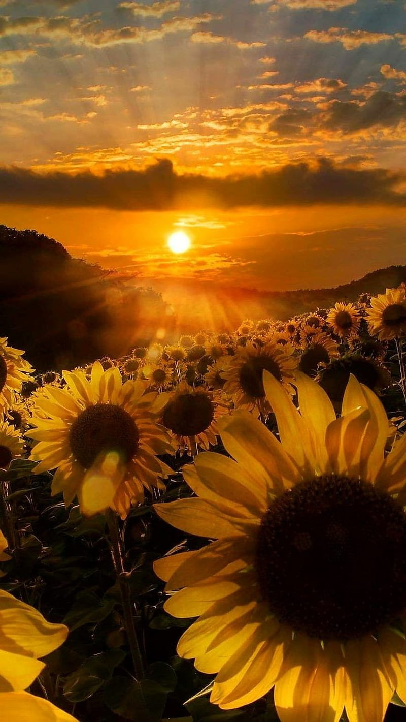 ⭐CUADRO PANORAMIC 01 GIRASOL 150X70cm⭐