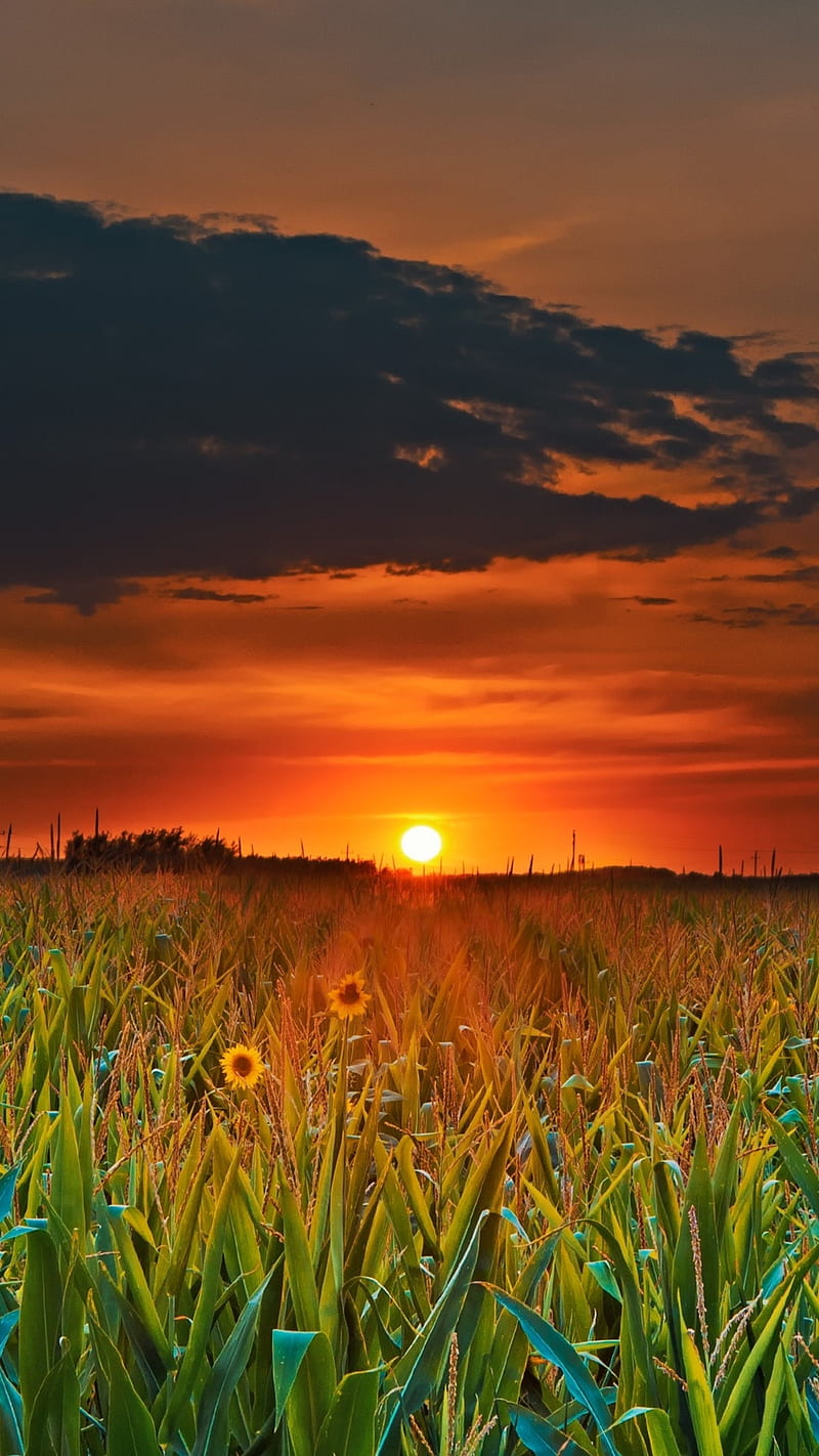 ⭐CUADRO PANORAMIC 01 GIRASOL 150X70cm⭐