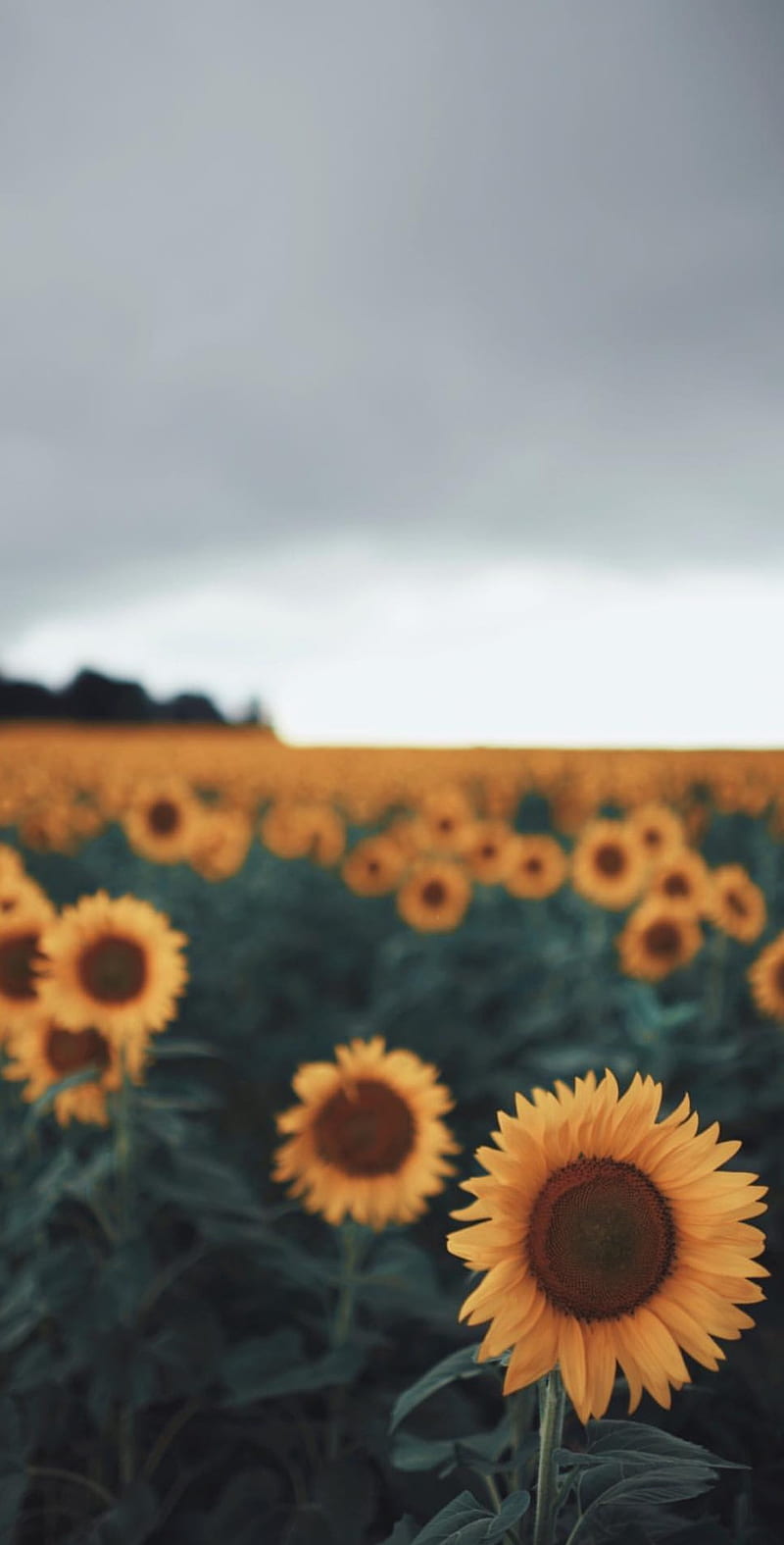 ⭐CUADRO PANORAMIC 01 GIRASOL 150X70cm⭐