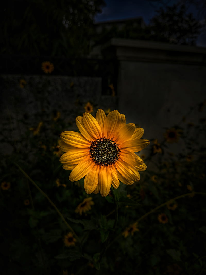 ⭐CUADRO PANORAMIC 01 GIRASOL 150X70cm⭐
