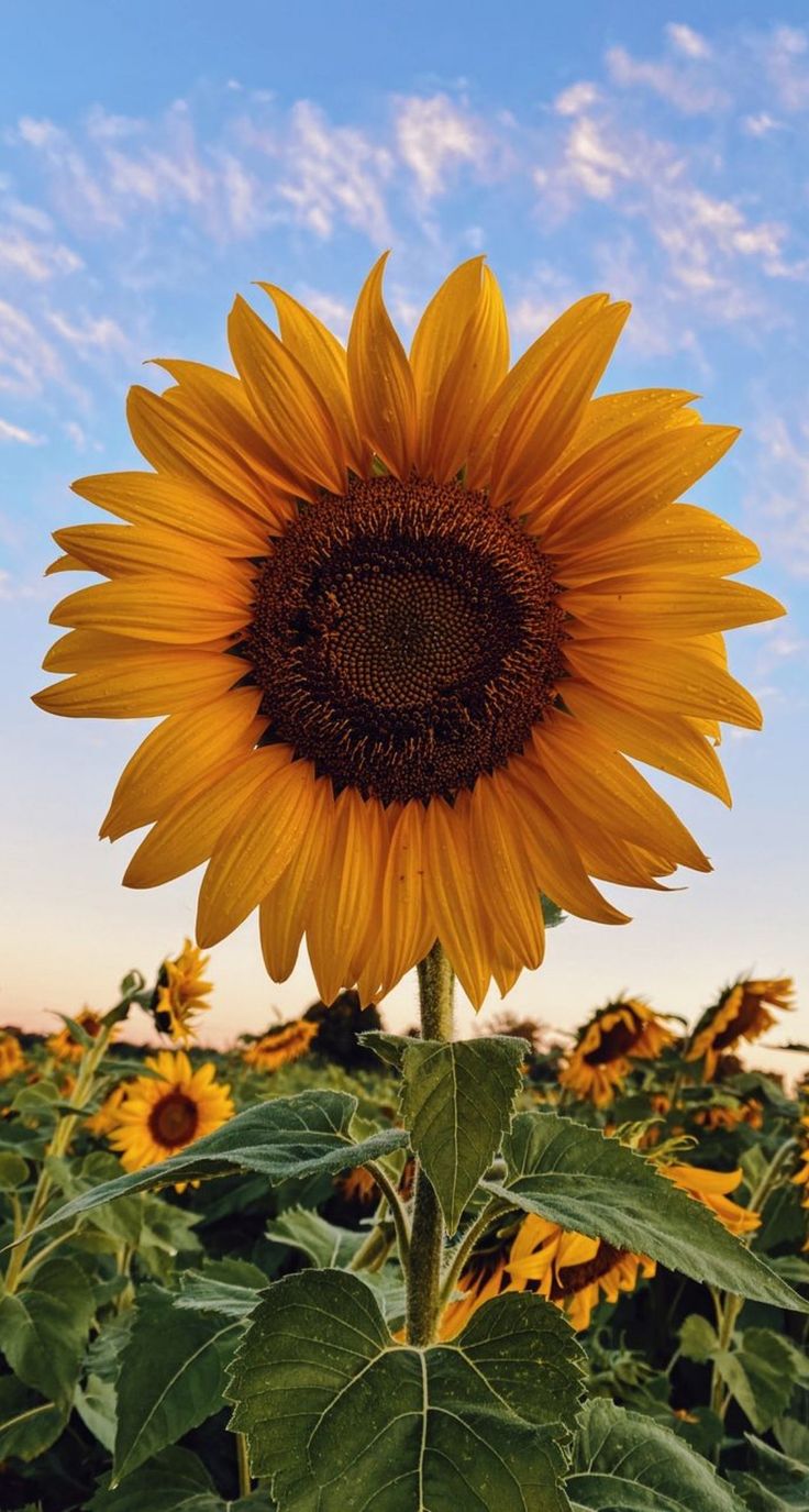 ⭐CUADRO PANORAMIC 01 GIRASOL 150X70cm⭐