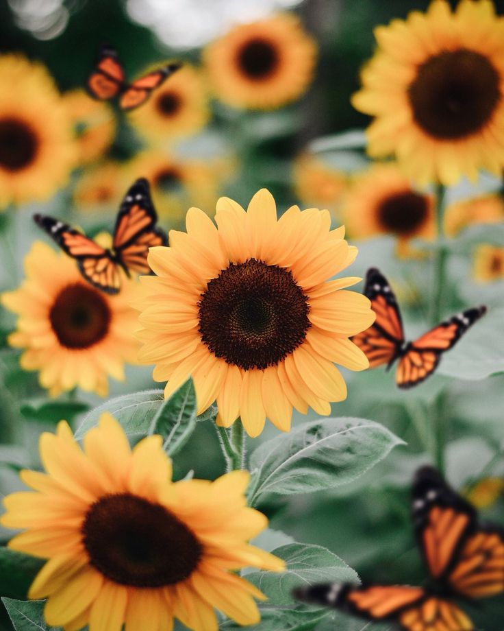 ⭐CUADRO PANORAMIC 01 GIRASOL 150X70cm⭐