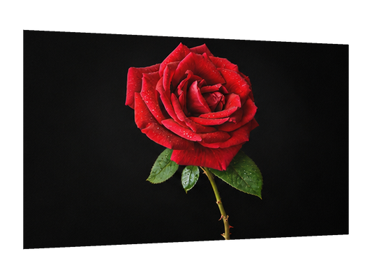 🌹 CUADRO ROSA ROJA 60X40 — diseño original, perspectiva izquierda 15°, fondo transparente