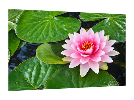 🪷 CUADRO NENÚFAR ROSA 60X40 — diseño original, perspectiva izquierda 15°, fondo transparente